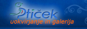 Steklarstvo Ptiček, Step, Lesce, d.o.o., Lesce